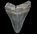Bargain, Fossil Megalodon Tooth - Georgia #77668-1